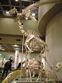 キリンの骨格標本