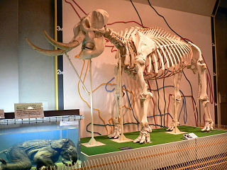 ゾウの骨格標本