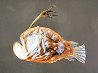 �`���E�`���A���R�E