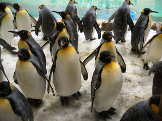 キングペンギンたち