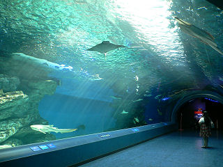 サメとエイの海中トンネル