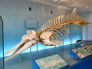 タイヘイヨウアカボウモドキの骨格標本