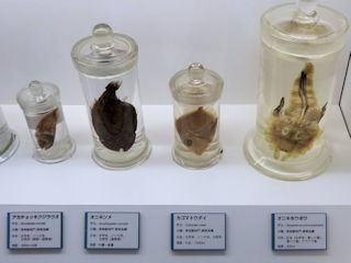 左からアカチョッキクジラウオ、オニキンメ、カゴマトウダイ、オニキホウボウ
