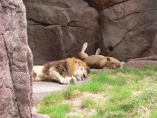 眠りこけるライオン