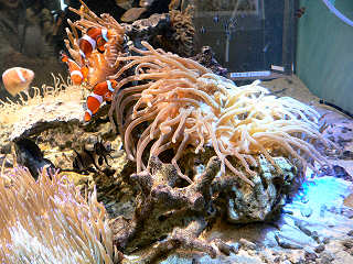 �J�N���N�}�m�~